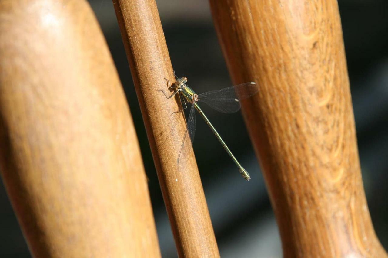 Vegawagen Psyche, Een Sprookje In Coevorden Exterior foto