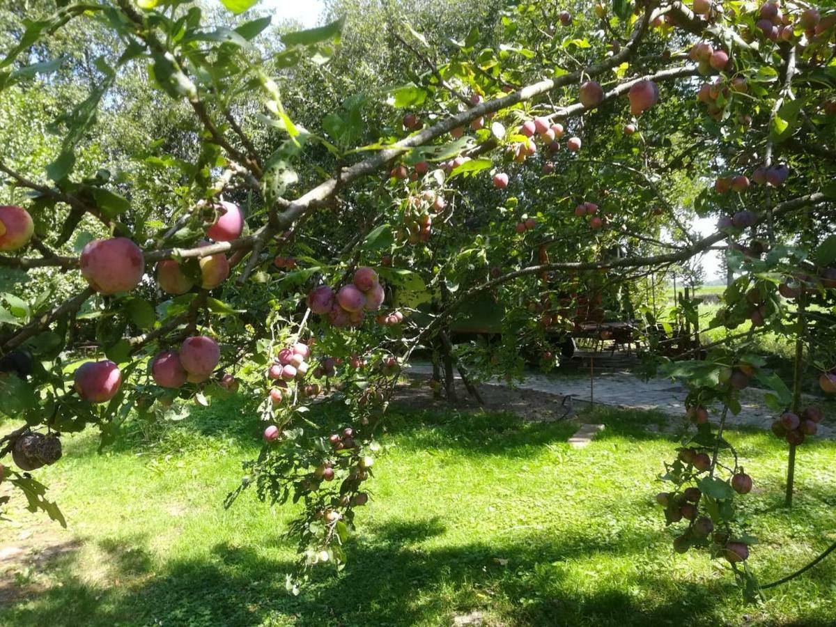 Villa Vegawagen Psyche, Een Sprookje In Coevorden Exterior foto