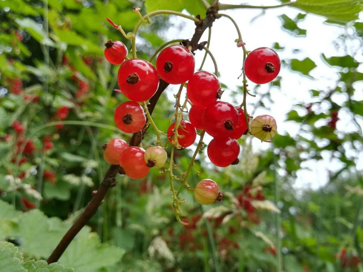 Vegawagen Psyche, Een Sprookje In Coevorden Exterior foto