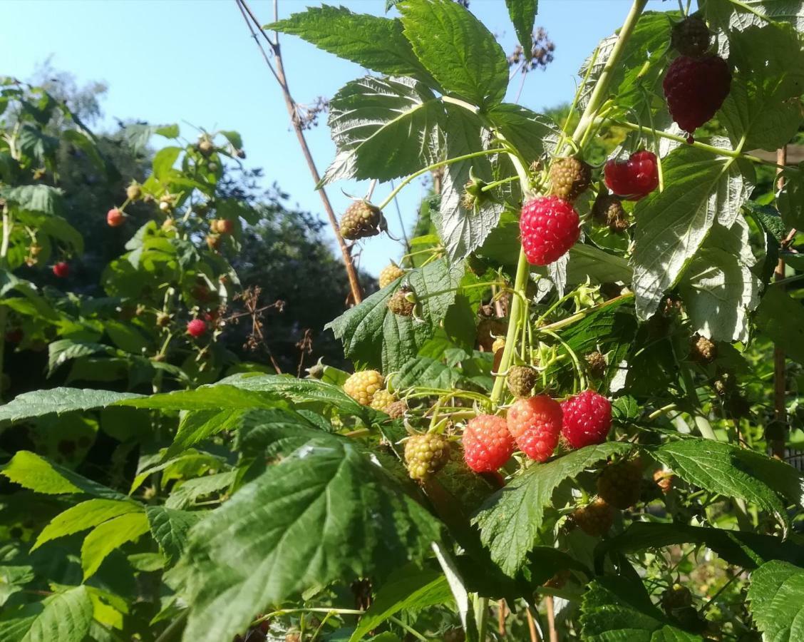 Vegawagen Psyche, Een Sprookje In Coevorden Exterior foto